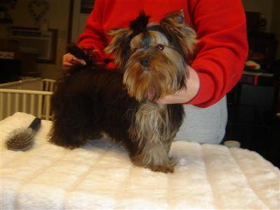 Dogs for Sale in KY